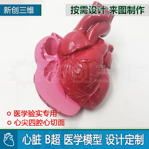 3D打印B超医学心脏四腔切面定制