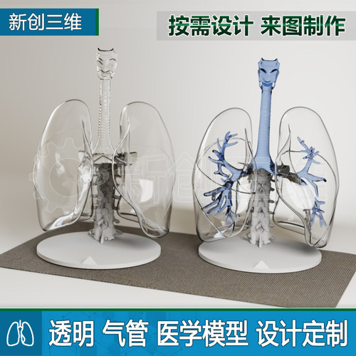 3D打印透明肺肺叶支气管模型定制