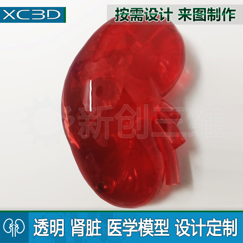 医疗肾脏人体器官定制肝脏模型水晶医学透明心脏3D打印毕业设计