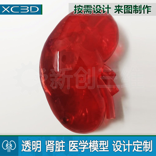 医疗肾脏人体器官定制肝脏模型水晶医学透明心脏3D打印毕业设计