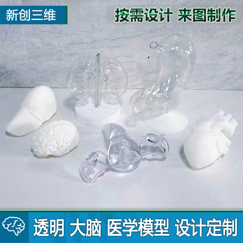 大脑教学演示透明心脏医学模型