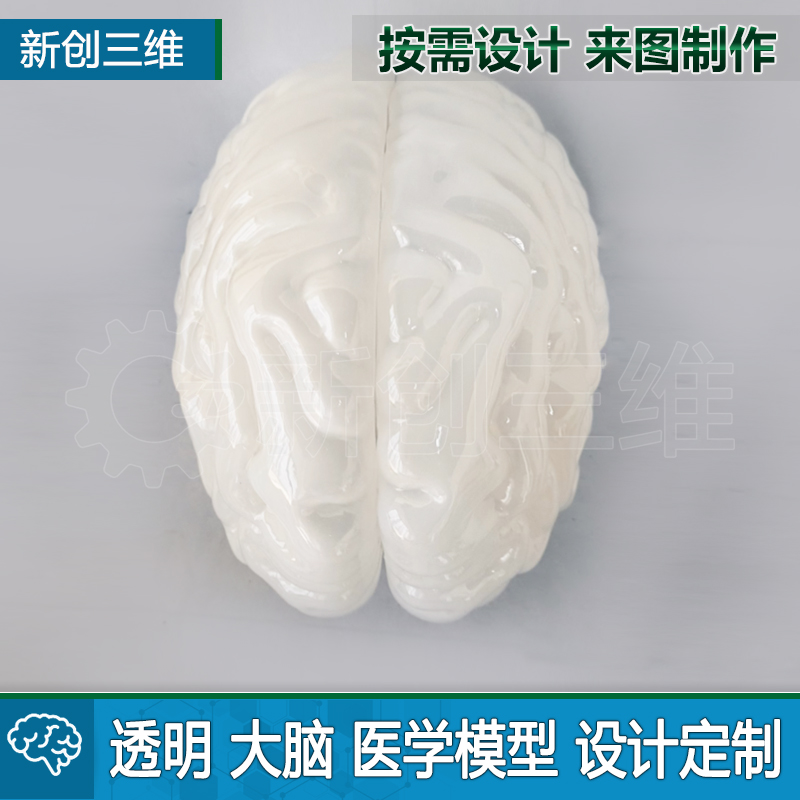 大脑教学演示透明医学模型教具