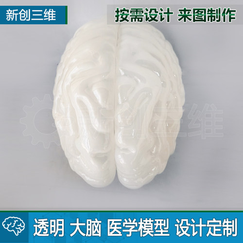 大脑教学演示透明医学模型教具