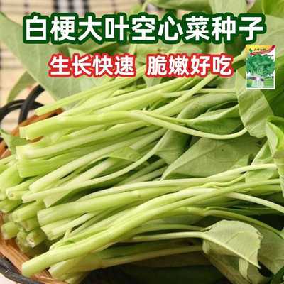 白梗空心菜种子大叶水生蔬菜籽