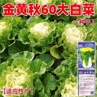 金秋黄60白菜种子早熟好吃金秋黄60大白菜高产抗病春秋季蔬菜种子