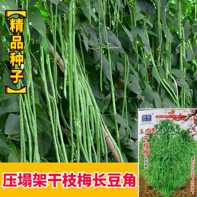 干枝梅特长豆角种子无筋高产