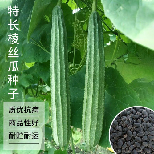 特长棱角丝瓜种子秋播水培丝瓜棱丝瓜种籽四季新鲜耐高温秧瓜种子