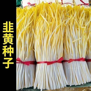 四季韭黄种子高产黄韭菜籽耐低温弱光农家大田盆栽四季韭菜种籽子