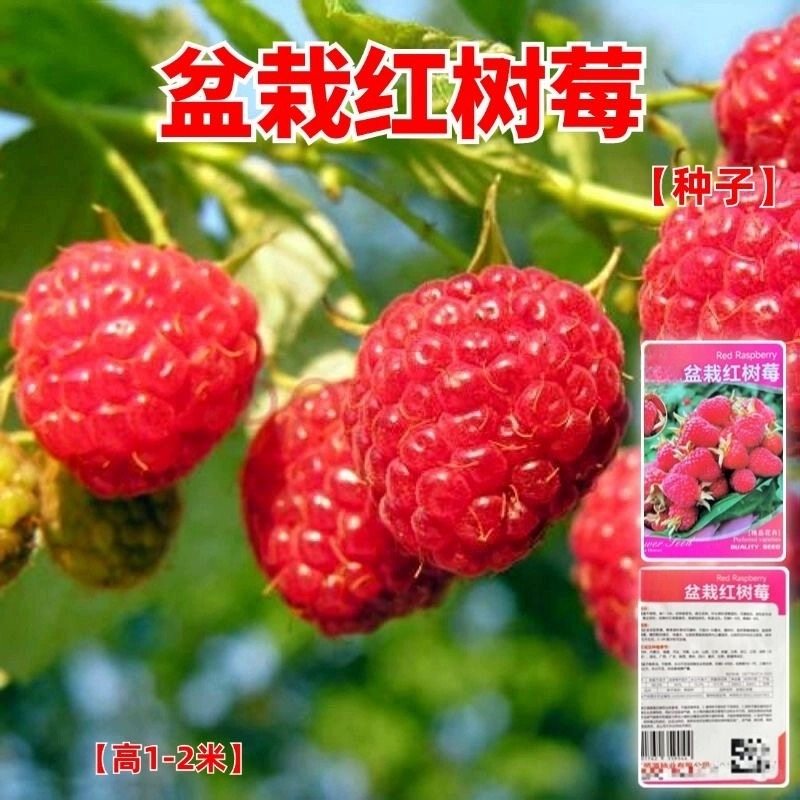 农科院优质精选大果四季红树莓种子南北方盆栽庭院阳台当年覆盆子