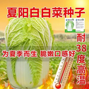 夏阳大白菜种子夏播抗热50天结球白菜种子春夏秋季耐热蔬菜种子