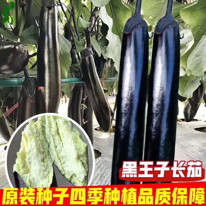 黑王子长茄种子四季早熟抗病高产大田庭院茄种子线茄子蔬菜种子
