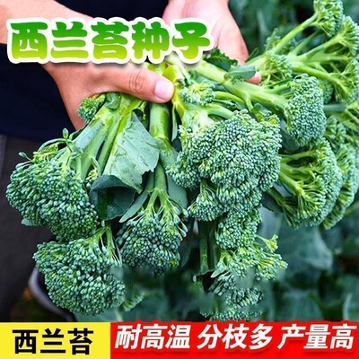 正品新种西兰苔种子绿西兰苔有机西洋芥兰田园庭院种植蔬菜苔种子