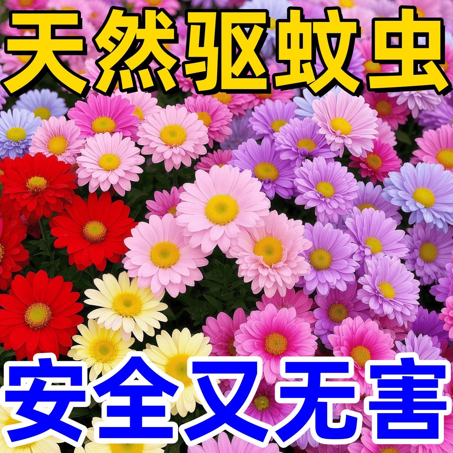 【撒一次长满园】除虫菊种子驱蚊虫无毒耐热耐寒庭院阳台多年生长