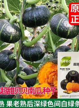 超甜正宗贝贝南瓜板栗南瓜种种子甜糯南瓜种子早熟新品种南瓜种子
