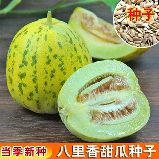 八里香甜瓜种子 香甜香瓜种籽 甜瓜种孑春夏秋季播蔬菜果水果瓜果