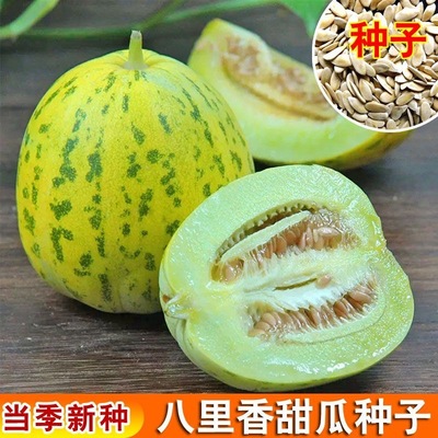 八里香甜瓜种子 香甜香瓜种籽 甜瓜种孑春夏秋季播蔬菜果水果瓜果