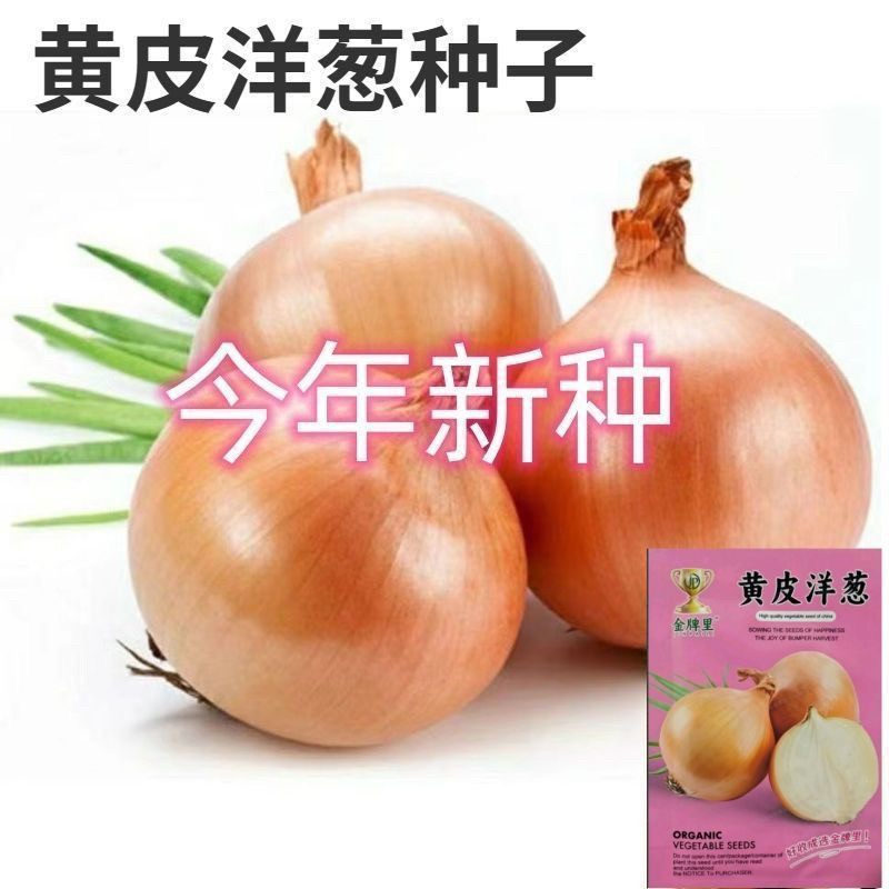 黄皮洋葱种子 农田菜园基地内叶柔嫩黄皮白肉香味浓郁洋葱蔬菜籽