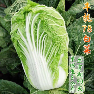 当季丰抗78天大白菜杂交包心白菜高产四季秋冬季农家小院自种蔬菜