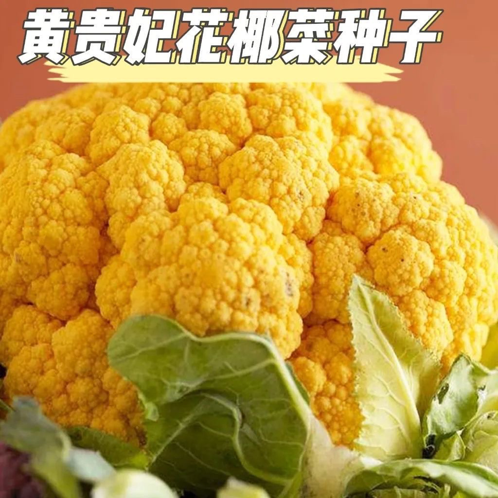 黄贵妃花椰菜种子美国金色有机