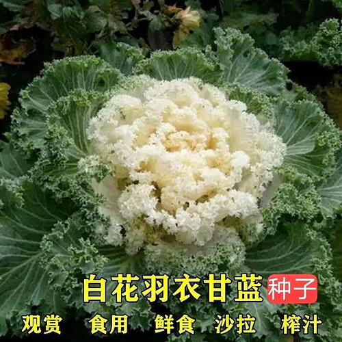 正宗白羽衣甘蓝种子进口四季庭院阳台盆栽种植白色羽衣甘蓝种子