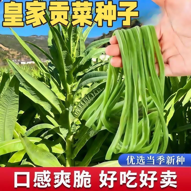 精选宫廷贡菜种子苔干菜种籽特产蔬菜种子响菜籽四季山蜇菜种子