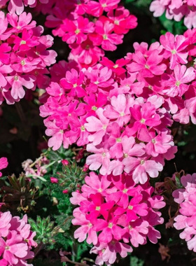 美女樱种子四季混色播种景观种籽庭院花海室内室外盆栽阳台花卉籽