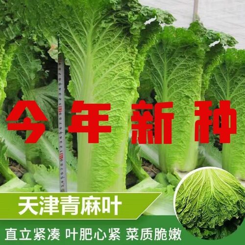 天津大青麻绿叶白菜种子春秋高产长筒青大白菜种子高筒老白菜籽