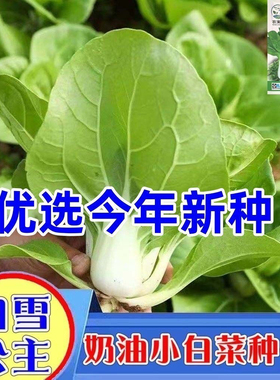 白雪公主白菜种子正宗爽脆甜白菜种籽生长较快叶柄白绿色蔬菜种子