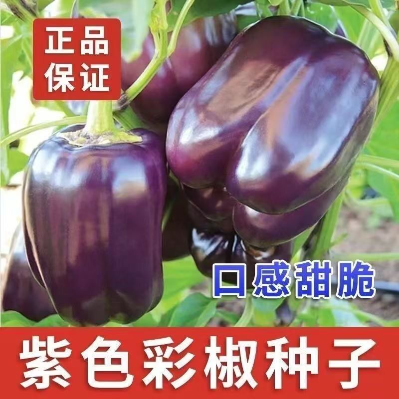 紫色甜椒大果四季辣椒种子不辣优质辣椒种子春夏季阳台庭院可种植图片