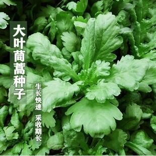 大叶茼蒿种子皇帝菜蓬蒿菜籽盆栽阳台四季青菜子农家菜园蔬菜种子