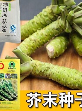芥末种子调味山葵种籽保健料理高产特色菜四季易种盆栽蔬菜种子孑