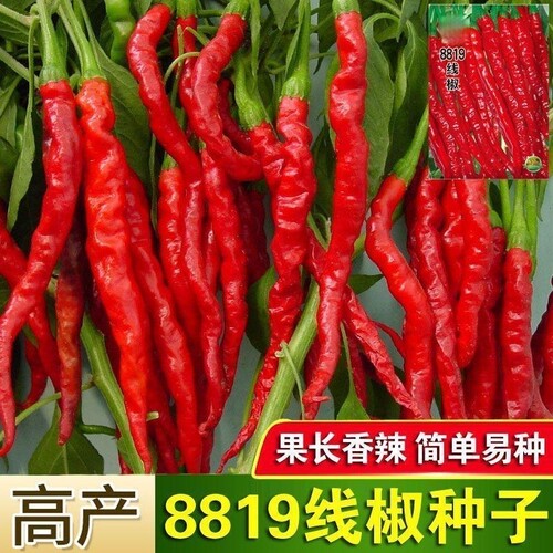 摘不败超长线椒籽香辣好吃8819线椒2-6月份农家自种大田蔬菜种子