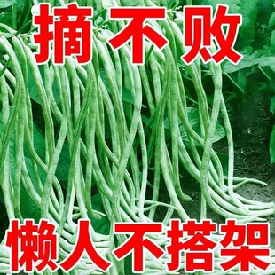 摘不败无架长豆角种子不用搭架子的长豆角蔬菜种籽四季播种长豇豆
