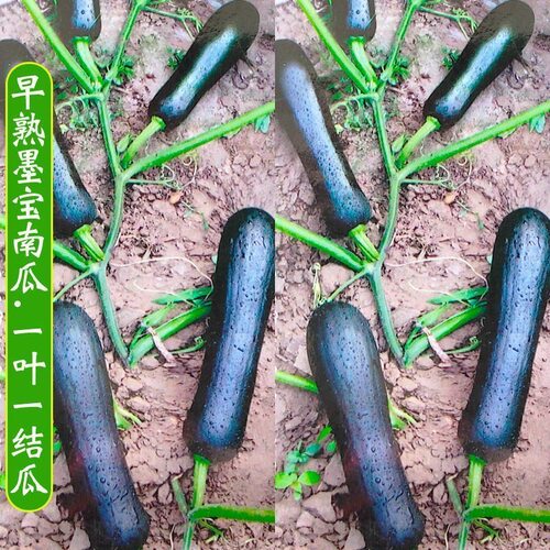黑皮极早生七叶早南瓜种子小南瓜四季种蔬菜种子甜黑面南瓜倭瓜