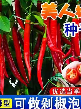 正宗摘不败美人椒种子大树红尖椒红辣椒种子特香辣四季盆栽菜种籽