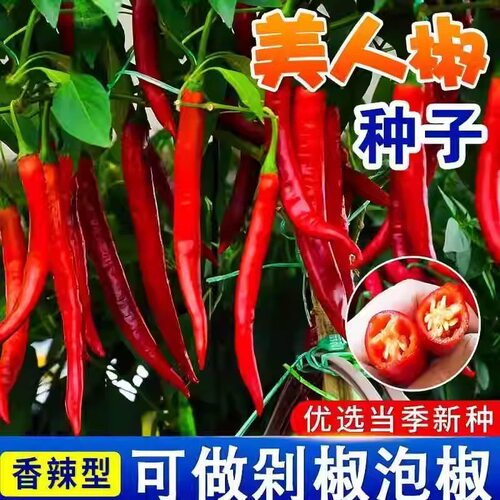 正宗摘不败美人椒种子大树红尖椒红辣椒种子特香辣四季盆栽菜种籽