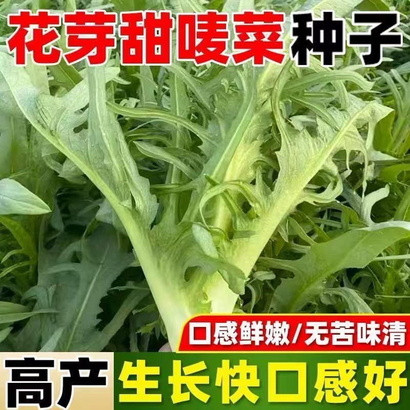 四季花芽甜麦菜种子广东甜麦菜苦麻菜籽青菜春秋季阳台蔬菜种孑籽