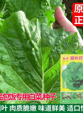 美味饭包白菜种孑东北原叶