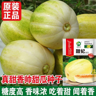 甜妃甜瓜种子南北黄金妃香瓜种籽甜脆黄白皮正宗孑蔬菜瓜果种子
