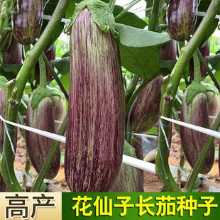 竹丝茄种子苗盆栽肉质嫩花茄四季蔬菜种籽春季夏秋茄子种子蔬菜