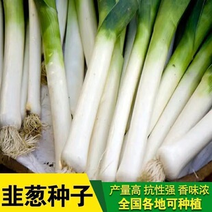 花旗韭葱种子蒜苗青蒜耐热抗病四季 播农家室内外田园阳台盆栽种籽