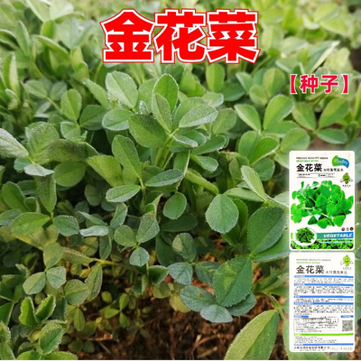 金花菜种子大叶黄花草头种籽