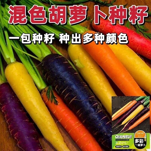 新品多彩胡萝卜种子五彩胡萝卜夏季秋季耐热彩色胡萝卜种子可盆栽