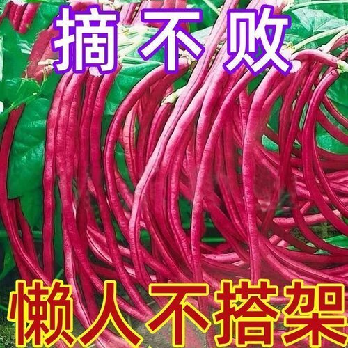 满地红春秋无架豆角种子蔬菜新鲜豆类豇豆四季豆农家自种豆角种子