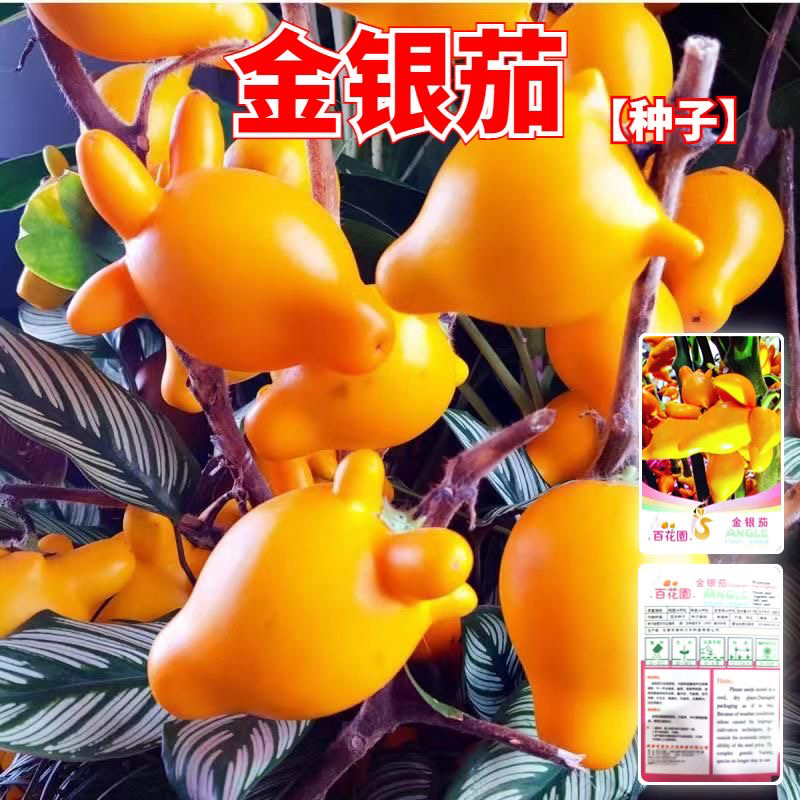 金银茄种子乳茄种子五指茄种籽观赏盆栽五代同堂黄金果春秋四季籽