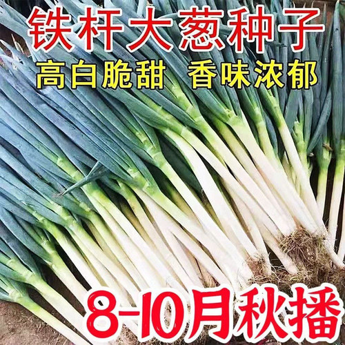 铁杆长白大葱种子高产正品