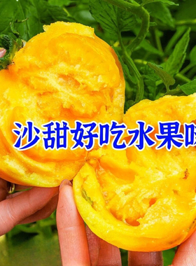 黄色大西红柿种子沙瓤大黄柿子种子老品种西红柿阳台盆栽蔬菜种子