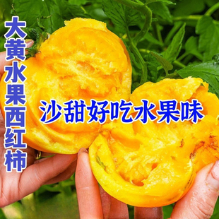 黄色大西红柿种子沙瓤大黄柿子种子老品种西红柿阳台盆栽蔬菜种子