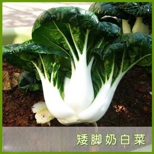 奶白菜种子小白菜青菜黑油菜四季蔬菜子秋冬季种植菜种农家种籽
