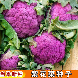 紫花菜春农四季阳台庭院大田播蔬菜彩色花椰菜西兰花松花菜宝塔菜